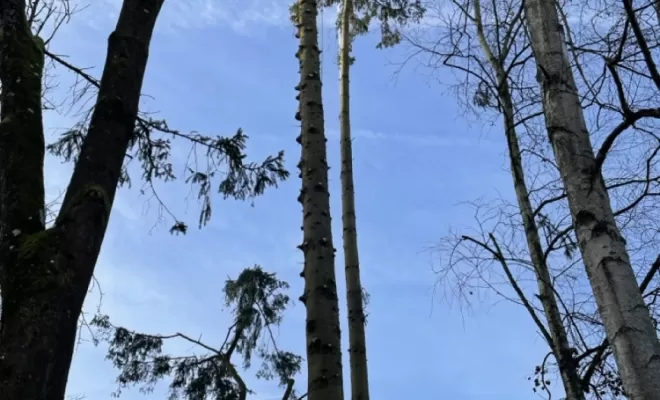 Démontage d'Epicéas proches de la maison, Compiègne, Hery and Son