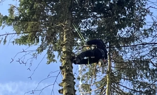 Démontage d'Epicéas proches de la maison, Compiègne, Hery and Son