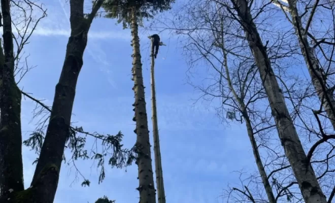 Démontage d'Epicéas proches de la maison, Compiègne, Hery and Son
