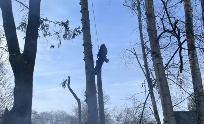Démontage d'Epicéas proches de la maison, Compiègne, Hery and Son