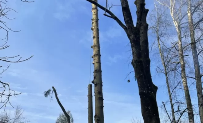 Démontage d'Epicéas proches de la maison, Compiègne, Hery and Son