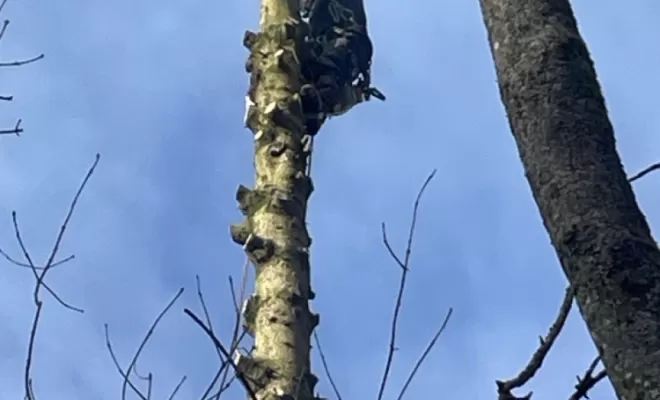 Démontage d'Epicéas proches de la maison, Compiègne, Hery and Son