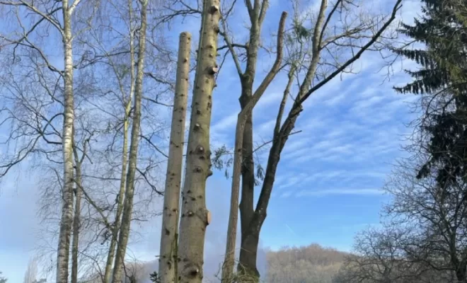 Démontage d'Epicéas proches de la maison, Compiègne, Hery and Son