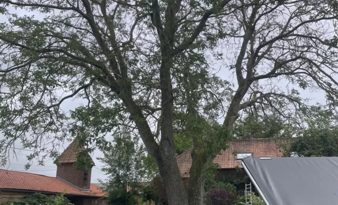 Démontage délicat d'un Noyer malade au coeur d'une habitation, Compiègne, Hery and Son