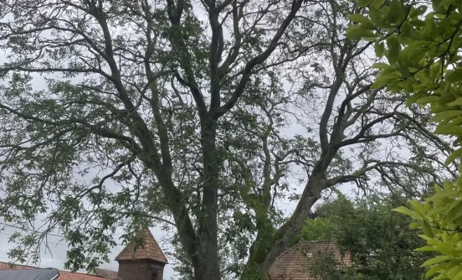 Démontage délicat d'un Noyer malade au coeur d'une habitation, Compiègne, Hery and Son