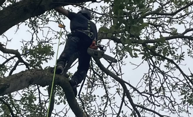 Démontage délicat d'un Noyer malade au coeur d'une habitation, Compiègne, Hery and Son