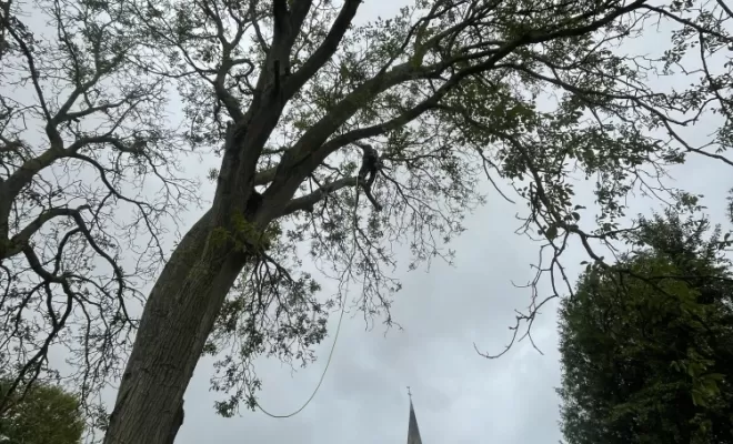 Démontage délicat d'un Noyer malade au coeur d'une habitation, Compiègne, Hery and Son
