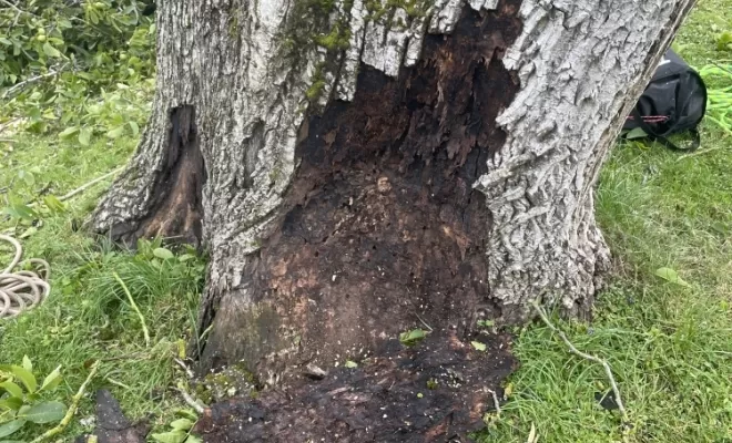Démontage délicat d'un Noyer malade au coeur d'une habitation, Compiègne, Hery and Son
