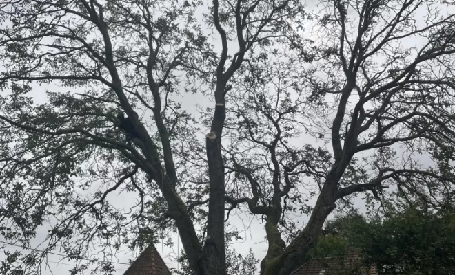 Démontage délicat d'un Noyer malade au coeur d'une habitation, Compiègne, Hery and Son