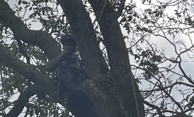 Démontage délicat d'un Noyer malade au coeur d'une habitation, Compiègne, Hery and Son
