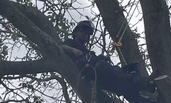 Démontage délicat d'un Noyer malade au coeur d'une habitation, Compiègne, Hery and Son