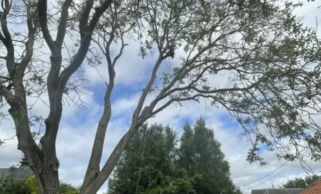 Démontage délicat d'un Noyer malade au coeur d'une habitation, Compiègne, Hery and Son