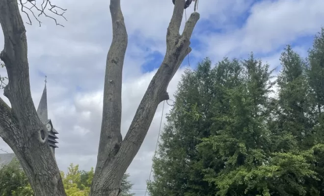 Démontage délicat d'un Noyer malade au coeur d'une habitation, Compiègne, Hery and Son