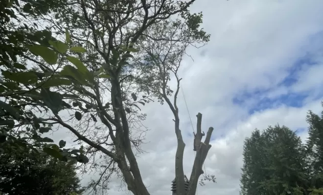 Démontage délicat d'un Noyer malade au coeur d'une habitation, Compiègne, Hery and Son