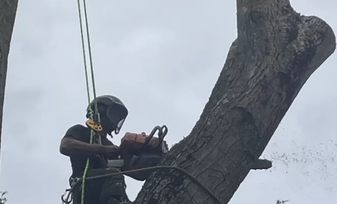 Démontage délicat d'un Noyer malade au coeur d'une habitation, Compiègne, Hery and Son