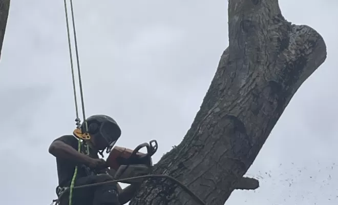 Démontage délicat d'un Noyer malade au coeur d'une habitation, Compiègne, Hery and Son