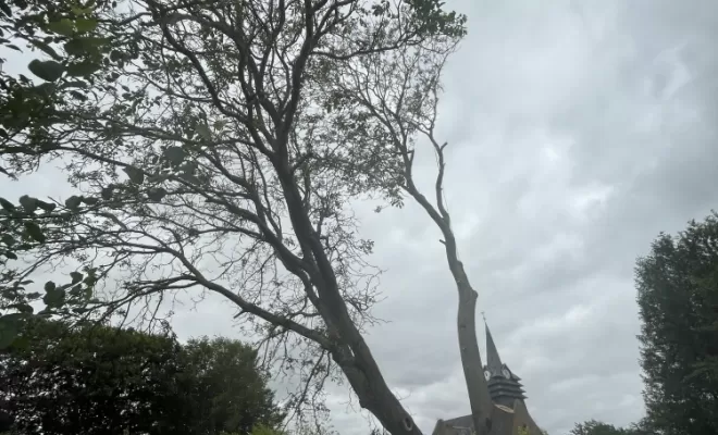 Démontage délicat d'un Noyer malade au coeur d'une habitation, Compiègne, Hery and Son