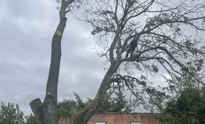 Démontage délicat d'un Noyer malade au coeur d'une habitation, Compiègne, Hery and Son