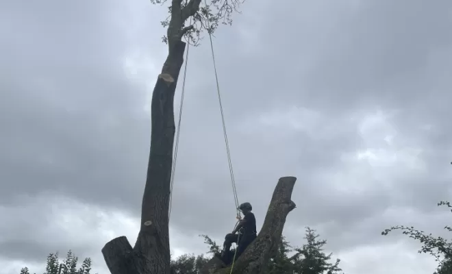 Démontage délicat d'un Noyer malade au coeur d'une habitation, Compiègne, Hery and Son
