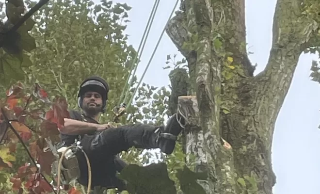 Démontage d'un Erable fendu à son pied, Compiègne, Hery and Son
