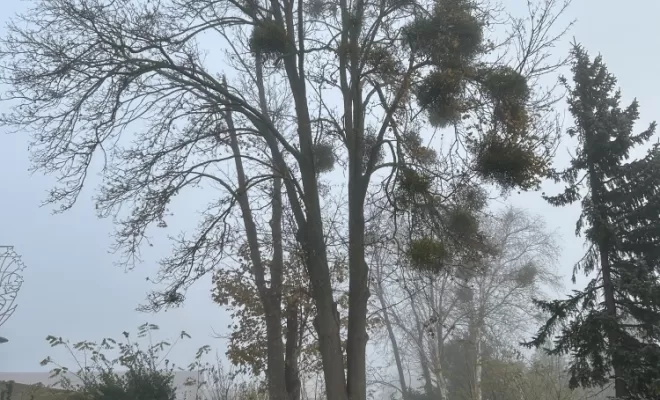Démontage d'un Erable fendu à son pied, Compiègne, Hery and Son