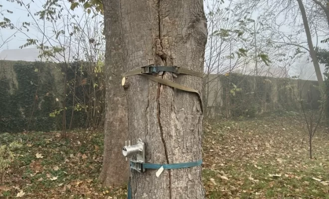 Démontage d'un Erable fendu à son pied, Compiègne, Hery and Son