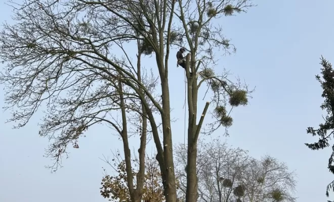 Démontage d'un Erable fendu à son pied, Compiègne, Hery and Son