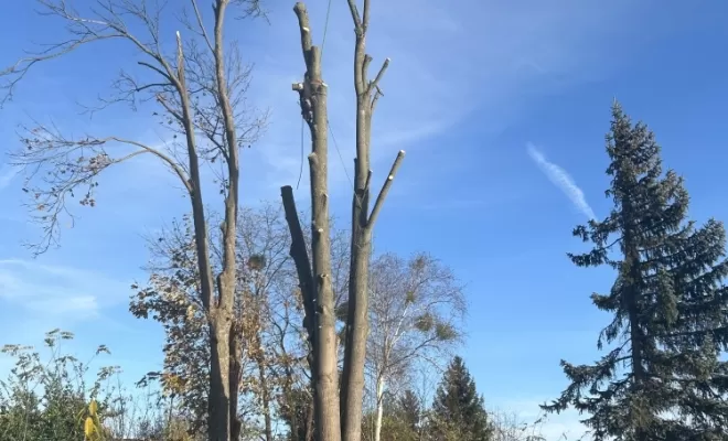 Démontage d'un Erable fendu à son pied, Compiègne, Hery and Son
