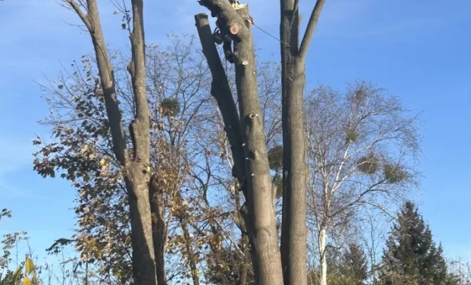 Démontage d'un Erable fendu à son pied, Compiègne, Hery and Son