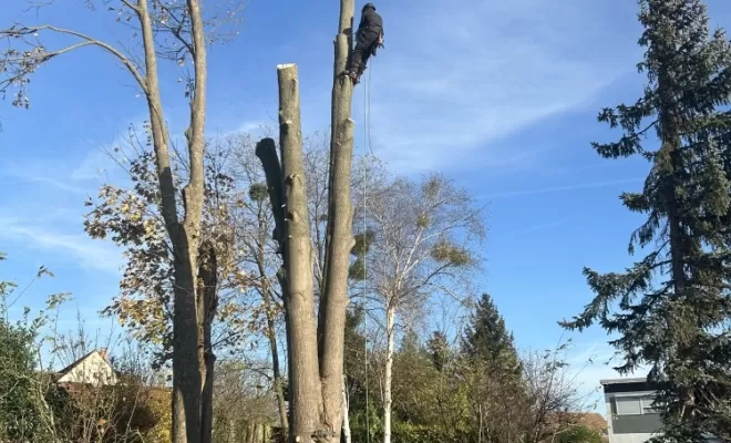 Démontage d'un Erable fendu à son pied, Compiègne, Hery and Son