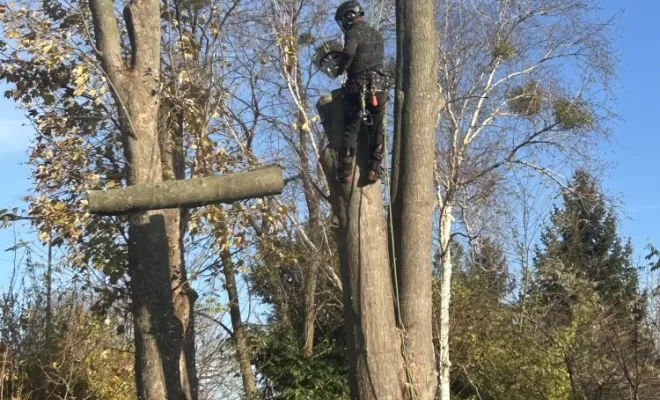 Démontage d'un Erable fendu à son pied, Compiègne, Hery and Son