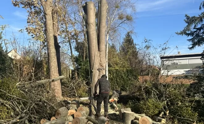 Démontage d'un Erable fendu à son pied, Compiègne, Hery and Son
