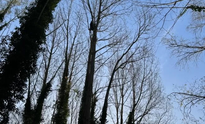 Démontages et abattages dans un parc en création à Béthisy St Pierre, Compiègne, Hery and Son