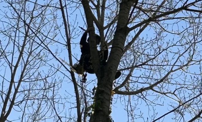 Démontages et abattages dans un parc en création à Béthisy St Pierre, Compiègne, Hery and Son