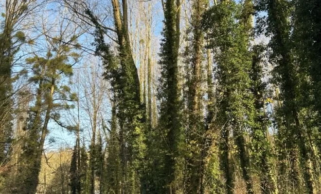 Démontages et abattages dans un parc en création à Béthisy St Pierre, Compiègne, Hery and Son