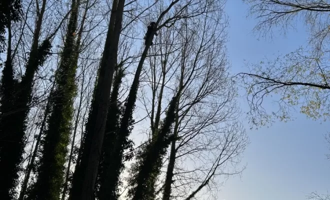 Démontages et abattages dans un parc en création à Béthisy St Pierre, Compiègne, Hery and Son