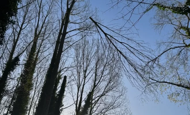 Démontages et abattages dans un parc en création à Béthisy St Pierre, Compiègne, Hery and Son