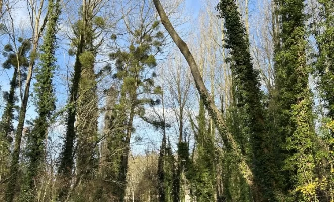 Démontages et abattages dans un parc en création à Béthisy St Pierre, Compiègne, Hery and Son