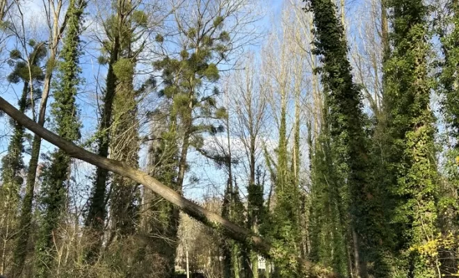 Démontages et abattages dans un parc en création à Béthisy St Pierre, Compiègne, Hery and Son