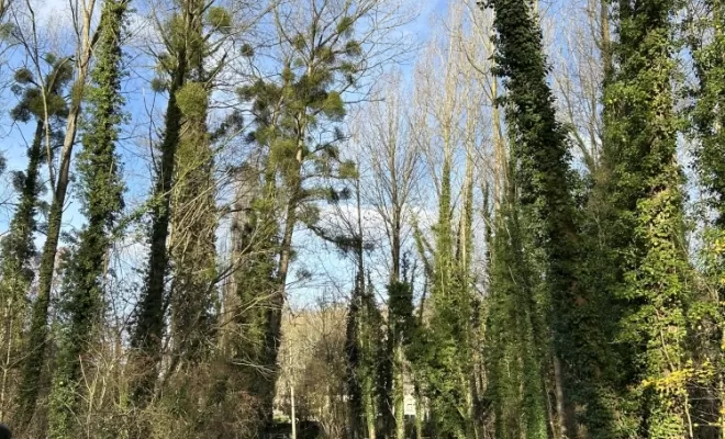 Démontages et abattages dans un parc en création à Béthisy St Pierre, Compiègne, Hery and Son