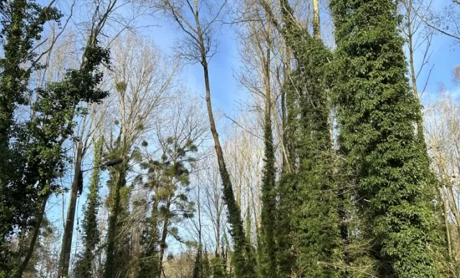 Démontages et abattages dans un parc en création à Béthisy St Pierre, Compiègne, Hery and Son
