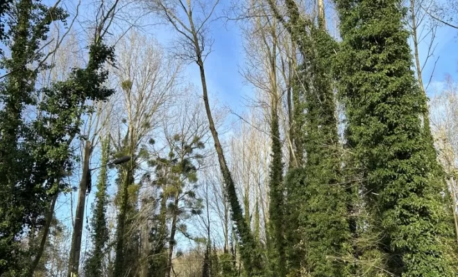 Démontages et abattages dans un parc en création à Béthisy St Pierre, Compiègne, Hery and Son