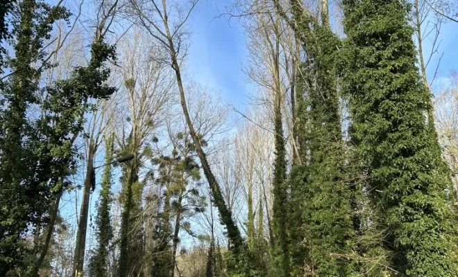 Démontages et abattages dans un parc en création à Béthisy St Pierre, Compiègne, Hery and Son