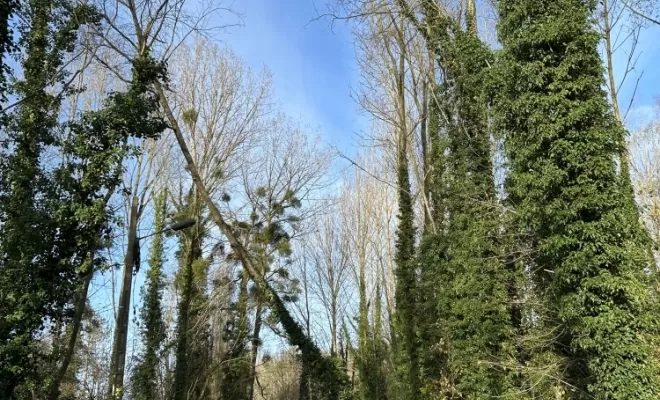 Démontages et abattages dans un parc en création à Béthisy St Pierre, Compiègne, Hery and Son
