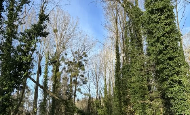 Démontages et abattages dans un parc en création à Béthisy St Pierre, Compiègne, Hery and Son