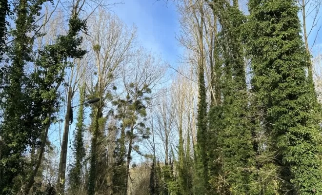 Démontages et abattages dans un parc en création à Béthisy St Pierre, Compiègne, Hery and Son